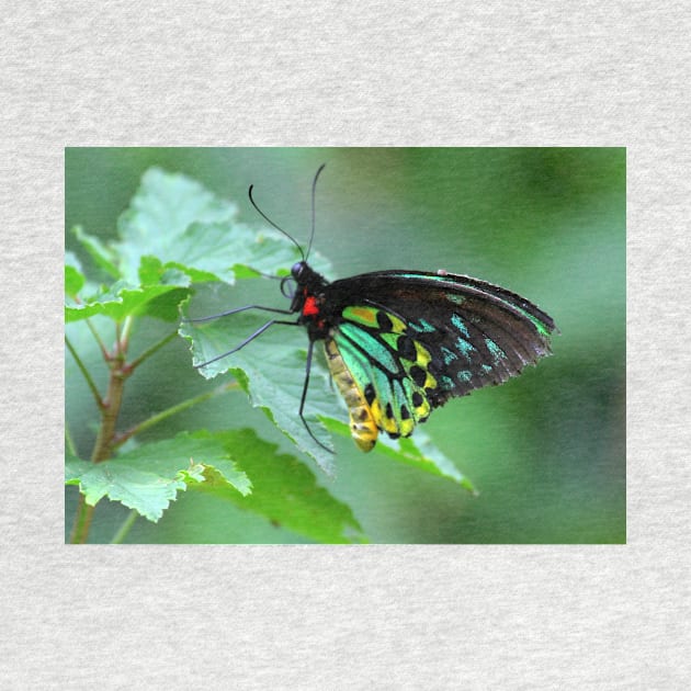 The Cairns Birdwing by annalisa56